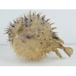 A taxidermy Puffer fish in inflated form, approx 14cm dia.