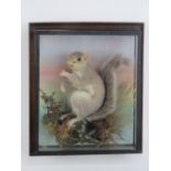 Taxidermy; a grey squirrel on naturalistic base,