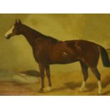 19th.C.ENGLISH SCHOOL. PORTRAIT OF A HORSE, OIL ON CANVAS. 45 x 61cms.