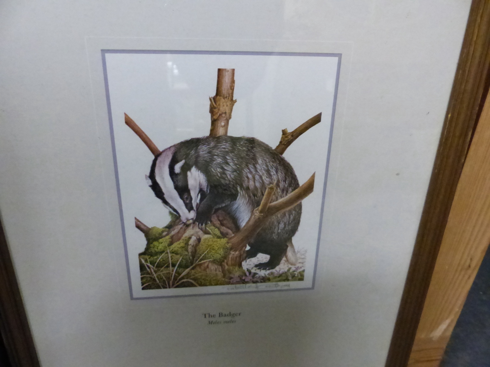 A GROUP OF SIX PENCIL SIGNED 20th.C.COLOUR PRINTS OF VARIOUS ANIMALS. LARGEST 18 x 12.5cms. (6) - Image 6 of 7