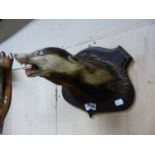 TAXIDERMY- A MOUNTED BADGERS HEAD ON WOOD SHIELD, A STOAT NATURALISTCALLY MOUNTED ON LOG BASE, A FOX