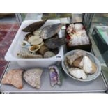 A SMALL COLLECTION OF TRIBAL POTTERY ARTEFACTS, VARIOUS SEA SHELLS, EARLY MOSAIC FLOORING SECTIONS,