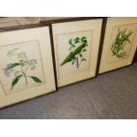 19th.C.CHINESE SCHOOL. THREE BOTANICAL STUDIES, WATERCOLOUR. 34.5 x 27cms.