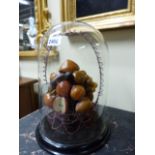 A 19th.C.GROUP OF WAX FRUIT BENEATH A GLASS DOME. H.35cms.