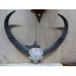 TAXIDERMY. A LARGE WATER BUFFALO FRONTLET AND HORNS ON PINE SHIELD.