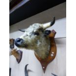 TAXIDERMY. A GOOD HEAD & NECK MOUNT CHILLINGHAM BULL 1898 ON OAK SHIELD, UNSIGNED BUT BELIEVED TO BE