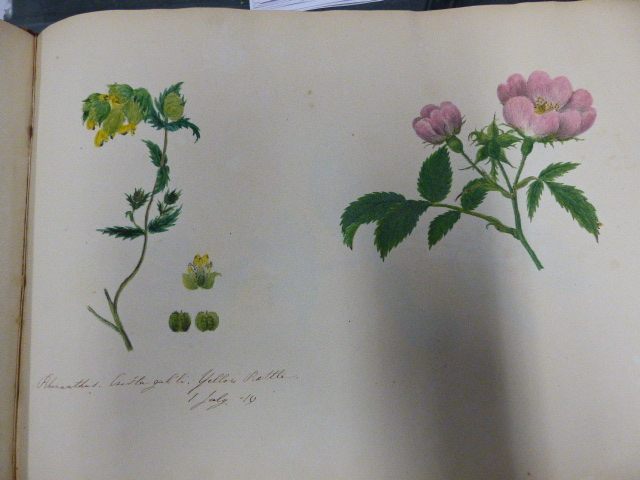 AN ALBUM CONTAINING FOURTEEN BOTANICAL WATERCOLOURS DATED 1819/20. 23.5 x 33.5cms. - Image 6 of 12