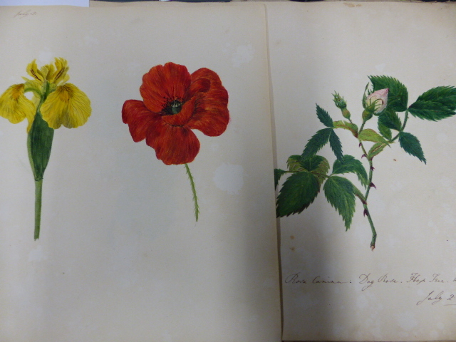 AN ALBUM CONTAINING FOURTEEN BOTANICAL WATERCOLOURS DATED 1819/20. 23.5 x 33.5cms. - Image 2 of 12