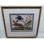 AFTER MARTINET. FOUR ANTIQUE HAND COLOURED ORNITHOLOGICAL PRINTS. 24 x 29cms. (4)
