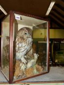 TAXIDERMY. A FINELY MOUNTED TAWNY OWL BY PETER SPICER IN NATURALSITIC SETTING WITH WATERCOLOUR