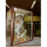 TAXIDERMY. A FINELY MOUNTED TAWNY OWL BY PETER SPICER IN NATURALSITIC SETTING WITH WATERCOLOUR