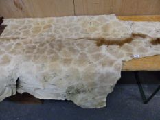 TAXIDERMY. A JUVENILE GIRAFFE HIDE. L.207cms.