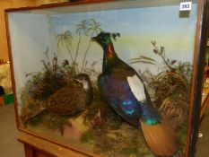 TAXIDERMY. A LATE 19th.C.PAIR OF MONAC PHEASANTS, MOUNTED AND CASED BY J.GARDNER, OXFORD STREET,