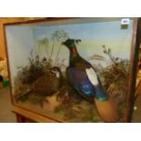 TAXIDERMY. A LATE 19th.C.PAIR OF MONAC PHEASANTS, MOUNTED AND CASED BY J.GARDNER, OXFORD STREET,