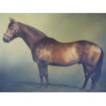 STEPHEN BISHOP. CONTEMPORARY. ARR. PORTRAIT OF A HORSE, SIGNED AND DATED 2004, OIL ON CANVAS. 71 x