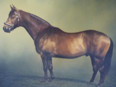 STEPHEN BISHOP. CONTEMPORARY. ARR. PORTRAIT OF A HORSE, SIGNED AND DATED 2004, OIL ON CANVAS. 71 x