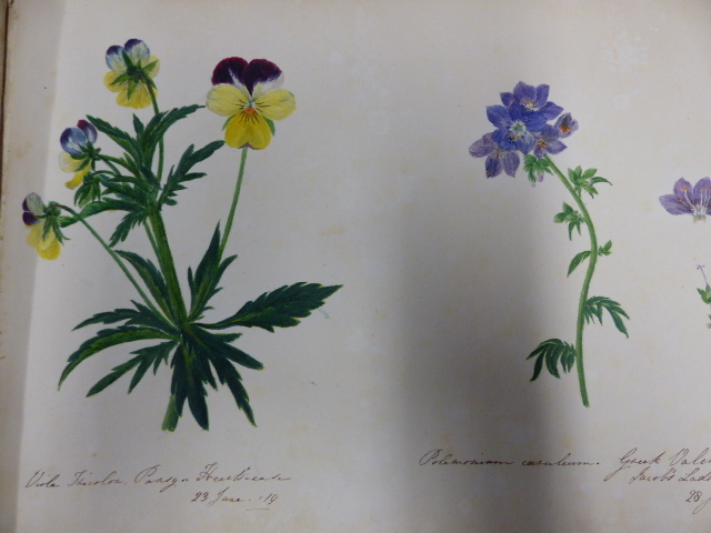 AN ALBUM CONTAINING FOURTEEN BOTANICAL WATERCOLOURS DATED 1819/20. 23.5 x 33.5cms. - Image 4 of 12
