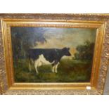 EARLY 20th.C.ENGLISH SCHOOL. A PAIR OF PORTRAITS OF PRIZE CATTLE, SIGNED INDISTINCTLY, OIL ON