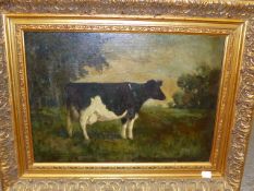 EARLY 20th.C.ENGLISH SCHOOL. A PAIR OF PORTRAITS OF PRIZE CATTLE, SIGNED INDISTINCTLY, OIL ON