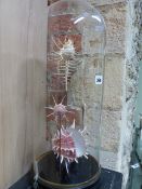 A DISPLAY OF FIVE SOUTH PACIFIC SHELLS UNDER GLASS DOME ON A CIRCULAR WOODEN BASE. H.57cms.