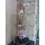 A DISPLAY OF FIVE SOUTH PACIFIC SHELLS UNDER GLASS DOME ON A CIRCULAR WOODEN BASE. H.57cms.