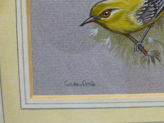 NICHOLAS RAISIN. 20th.C.ENGLISH SCHOOL. ARR. TWO ORNITHOLOGICAL STUDIES, A PARTIDGE AND A GOLDEN - Image 3 of 8