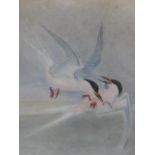 J.RICHARDS. 20th.C.ENGLISH SCHOOL. ARR. TWO SEABIRDS IN COMBAT, SIGNED WATERCOLOUR. 35 x 25cms.