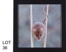 Title – Harvest Mouse