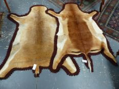 TWO SIMILARLY CLOTH MOUNTED GAZELLE SKINS, ONE BEARING ROWLAND WARD LABEL. W 155cms.