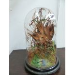 A LONG BEAKED AUBURN AND BROWN EXOTIC BIRD AMONGST FERNS AND GRASSES UNDER A DOME. H 29cms. TOGETHER