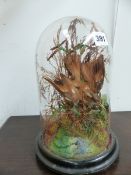 A LONG BEAKED AUBURN AND BROWN EXOTIC BIRD AMONGST FERNS AND GRASSES UNDER A DOME. H 29cms. TOGETHER