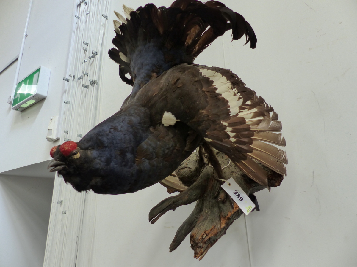 A 1959 TAXIDERMY BLACK GROUSE STANDING A LOG BEARING THE DATE BELOW ON A SCROLL. - Image 3 of 4