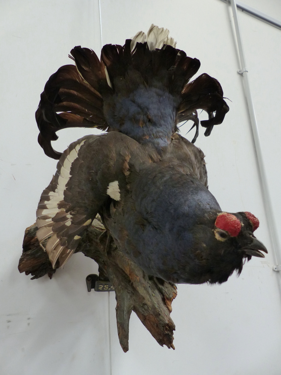 A 1959 TAXIDERMY BLACK GROUSE STANDING A LOG BEARING THE DATE BELOW ON A SCROLL.