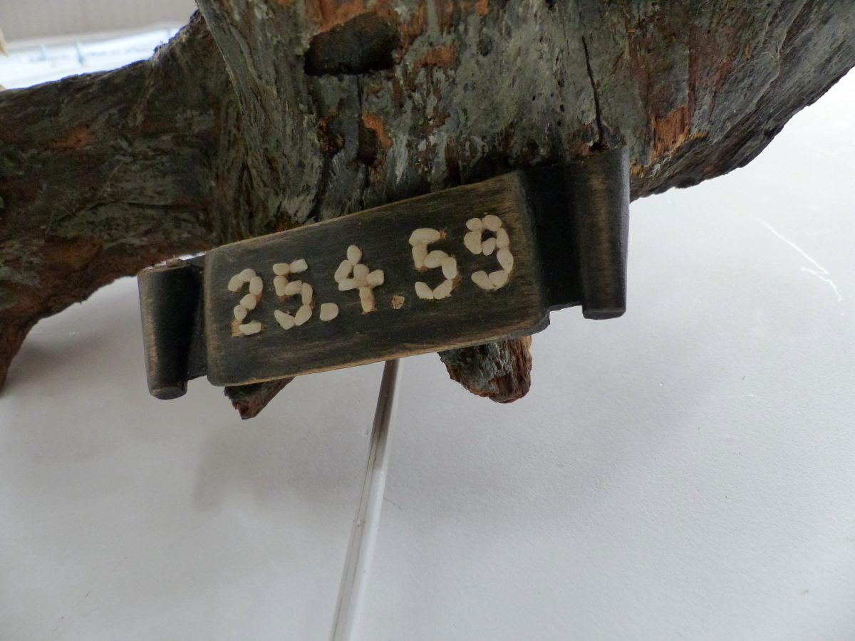 A 1959 TAXIDERMY BLACK GROUSE STANDING A LOG BEARING THE DATE BELOW ON A SCROLL. - Image 4 of 4