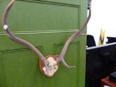 TWO SETS OF DEER ANTLERS ON FRONTLETS.