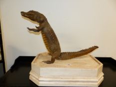 TAXIDERMY. A CROCODILE IN ANTHROPOMORPHIC POSE ON A PAINTED PLINTH BASE.