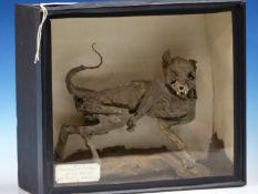 A MUMMIFIED KITTEN IN GLASS FRONTED BLACK CASE. W 31.5 x D 12.5 x H 27cms.