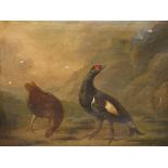 ATTRIBUTED TO STEPHEN ELMER. 19th.C.ENGLISH SCHOOL. TWO BLACK GROUSE, OIL ON CANVAS. 37 x 43cms.