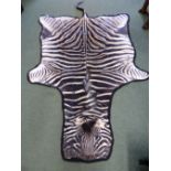 A BLUE CLOTH MOUNTED ZEBRA SKIN. W 280cms.