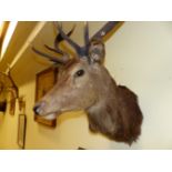 TAXIDERMY. A MOUNTED STAG'S HEAD WITH ANTLERS TOGETHER WITH A FRONTLET AND ANTLERS. (2)