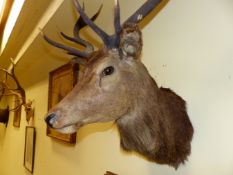 TAXIDERMY. A MOUNTED STAG'S HEAD WITH ANTLERS TOGETHER WITH A FRONTLET AND ANTLERS. (2)