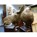 A TAXIDERMY HEAD OF A MOOSE WITH SAWN OFF HORNS ABOVE GLASS EYES, FROM NECK TO NOSE. 118cms.