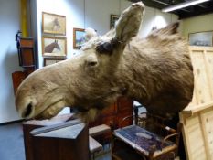 A TAXIDERMY HEAD OF A MOOSE WITH SAWN OFF HORNS ABOVE GLASS EYES, FROM NECK TO NOSE. 118cms.