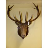 A LARGE MOUNTED ROYAL STAG'S HEAD WITH EVEN TWELVE POINT ANTLERS ON SHIELD MOUNT.
