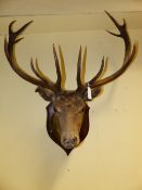 A LARGE MOUNTED ROYAL STAG'S HEAD WITH EVEN TWELVE POINT ANTLERS ON SHIELD MOUNT.