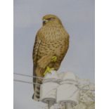 JILL ADAMS. (1932-2016) ARR. PORTRAIT OF A FALCON, SIGNED WATERCOLOUR. 49 x 34cms.