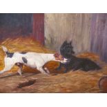 ENGLISH NAIVE SCHOOL. TWO TERRIERS RATTING, OIL ON CANVAS BOARD. 30 x 40cms.