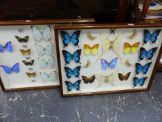 TWO BUTTERFLY DISPLAYS.