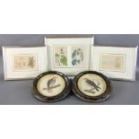 Collection of five (5) prints, three botanical and two birds of prey, largest frame 14 1/8" x 16 7/