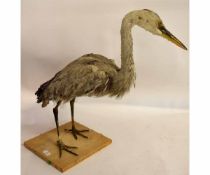 Taxidermy heron (a/f)